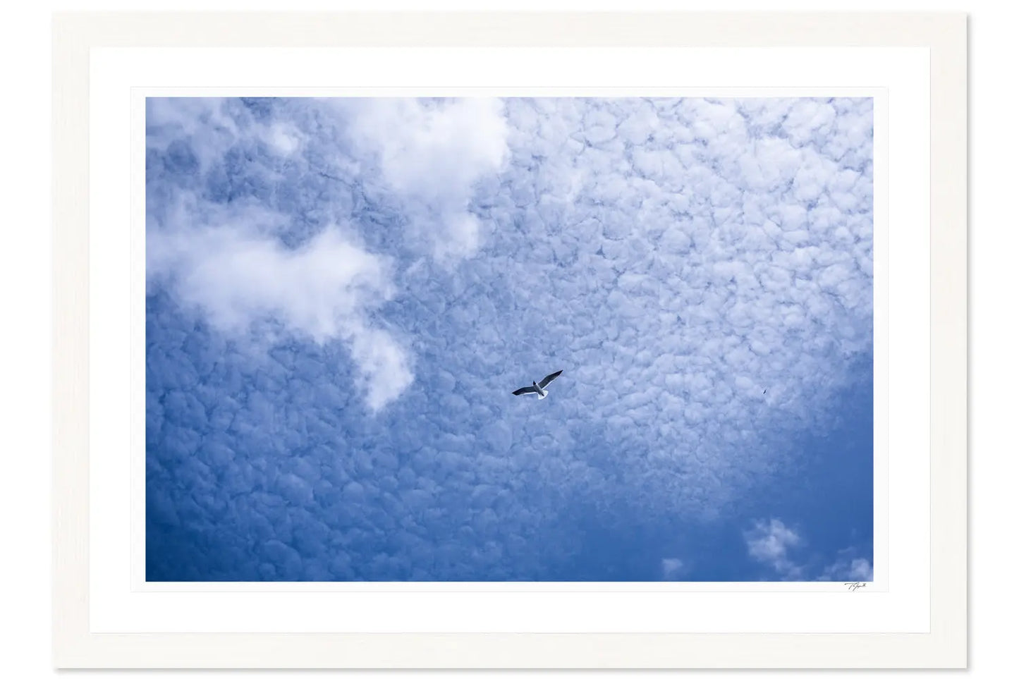 Skyward My Store