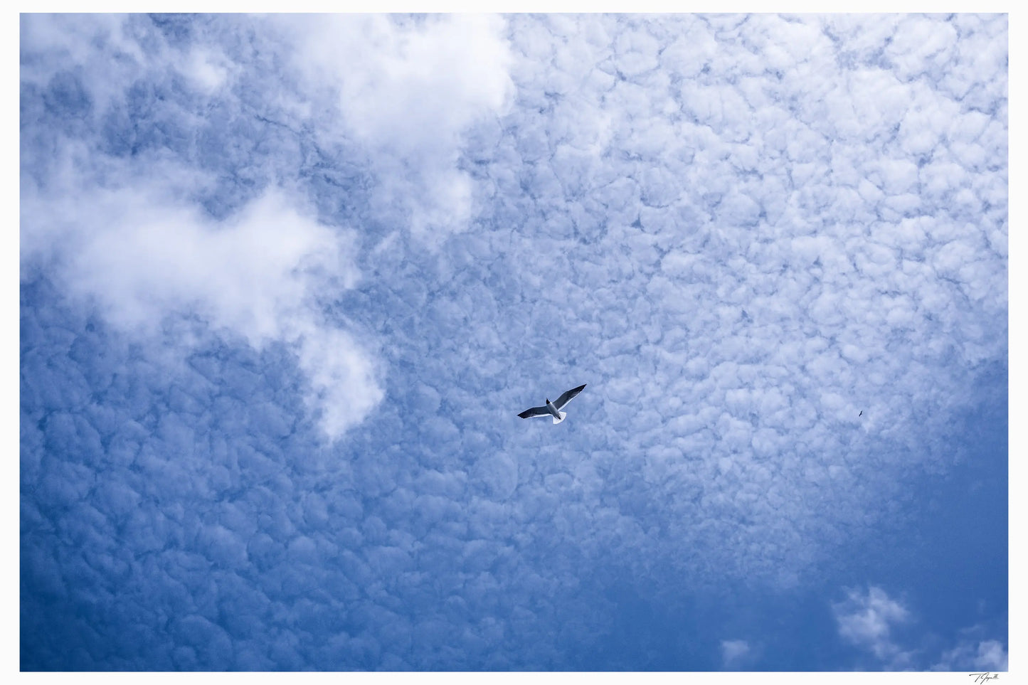 Skyward My Store