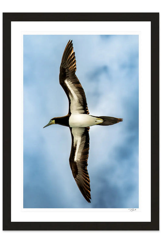 Soaring Booby - Tommy Joyce