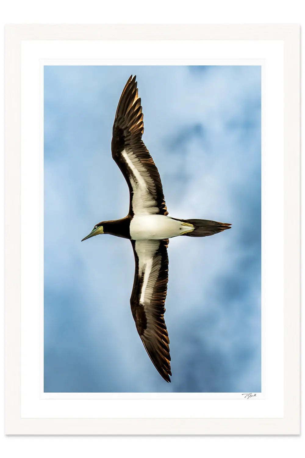 Soaring Booby - Tommy Joyce