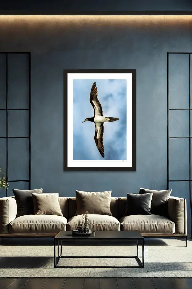 Soaring Booby - Tommy Joyce