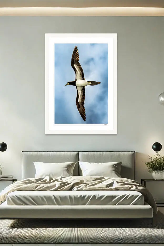 Soaring Booby - Tommy Joyce