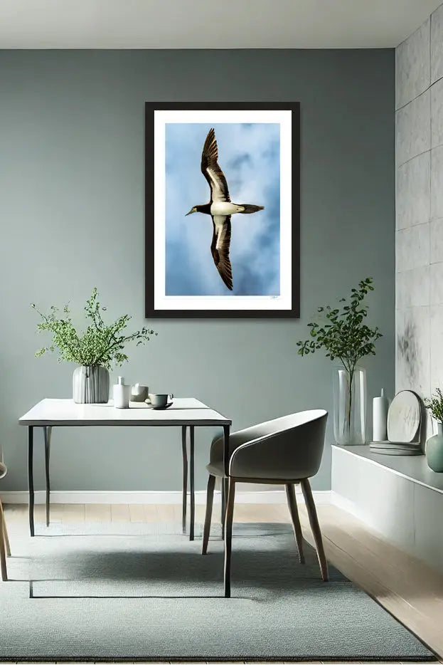 Soaring Booby - Tommy Joyce