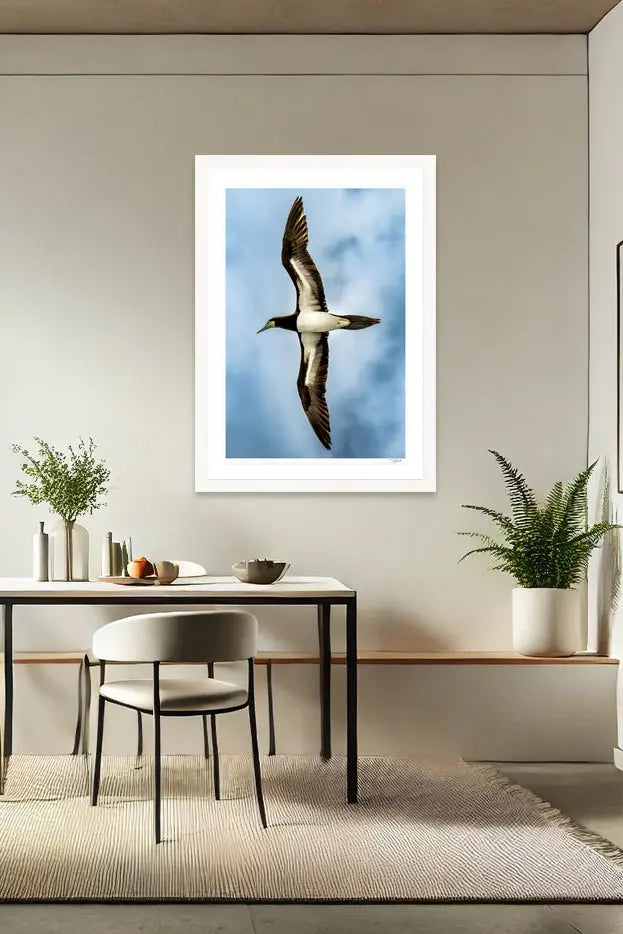 Soaring Booby - Tommy Joyce