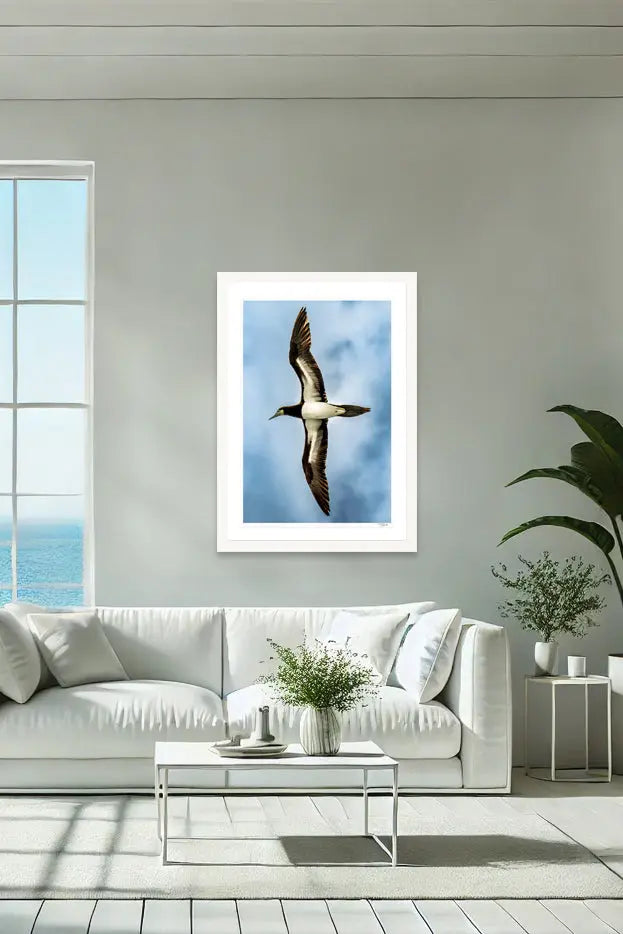 Soaring Booby - Tommy Joyce
