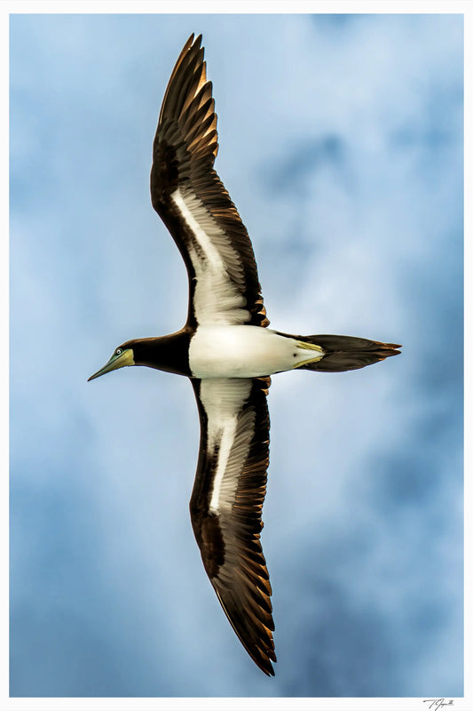 Soaring Booby - Tommy Joyce