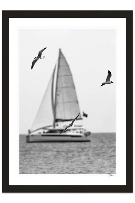 Seagull Sails - Tommy Joyce