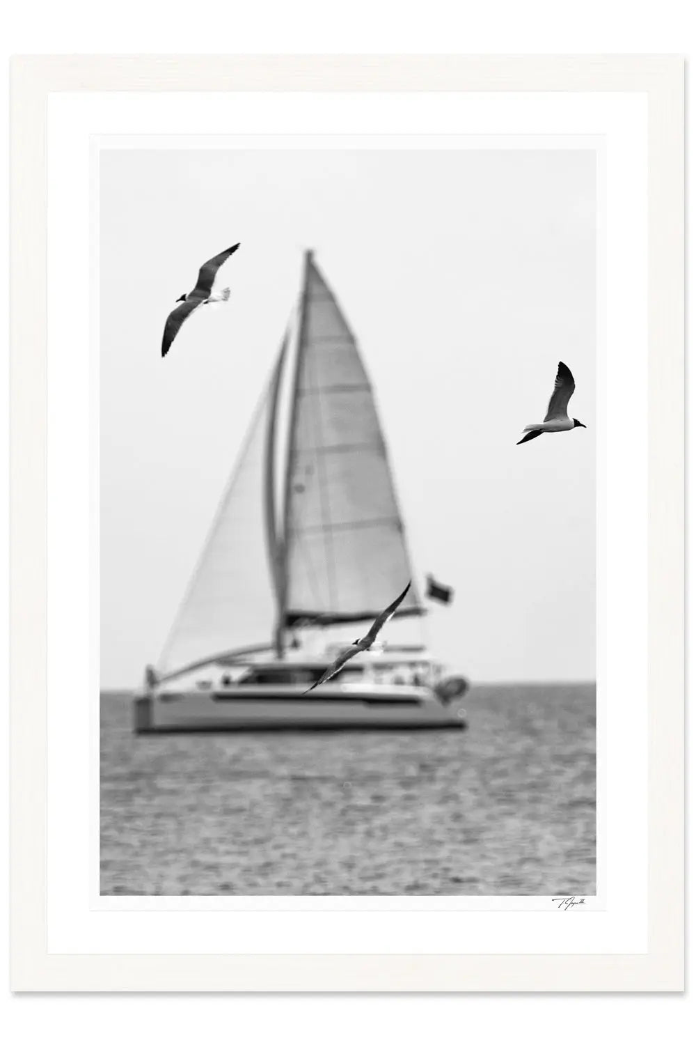 Seagull Sails - Tommy Joyce
