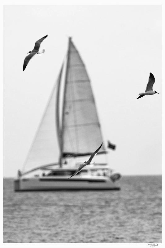 Seagull Sails - Tommy Joyce
