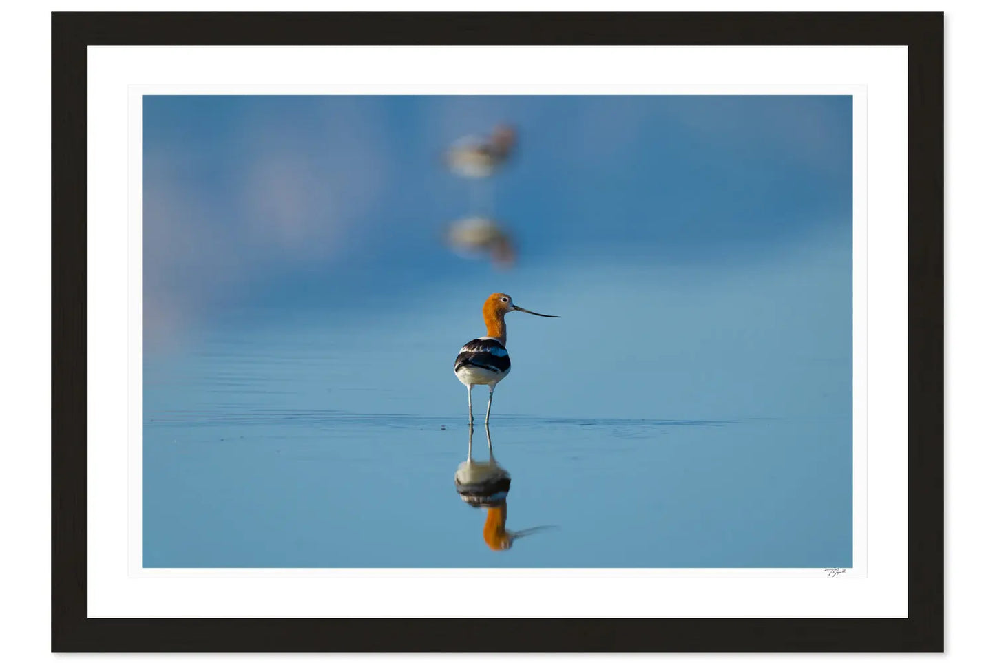 American Avocet - Tommy Joyce