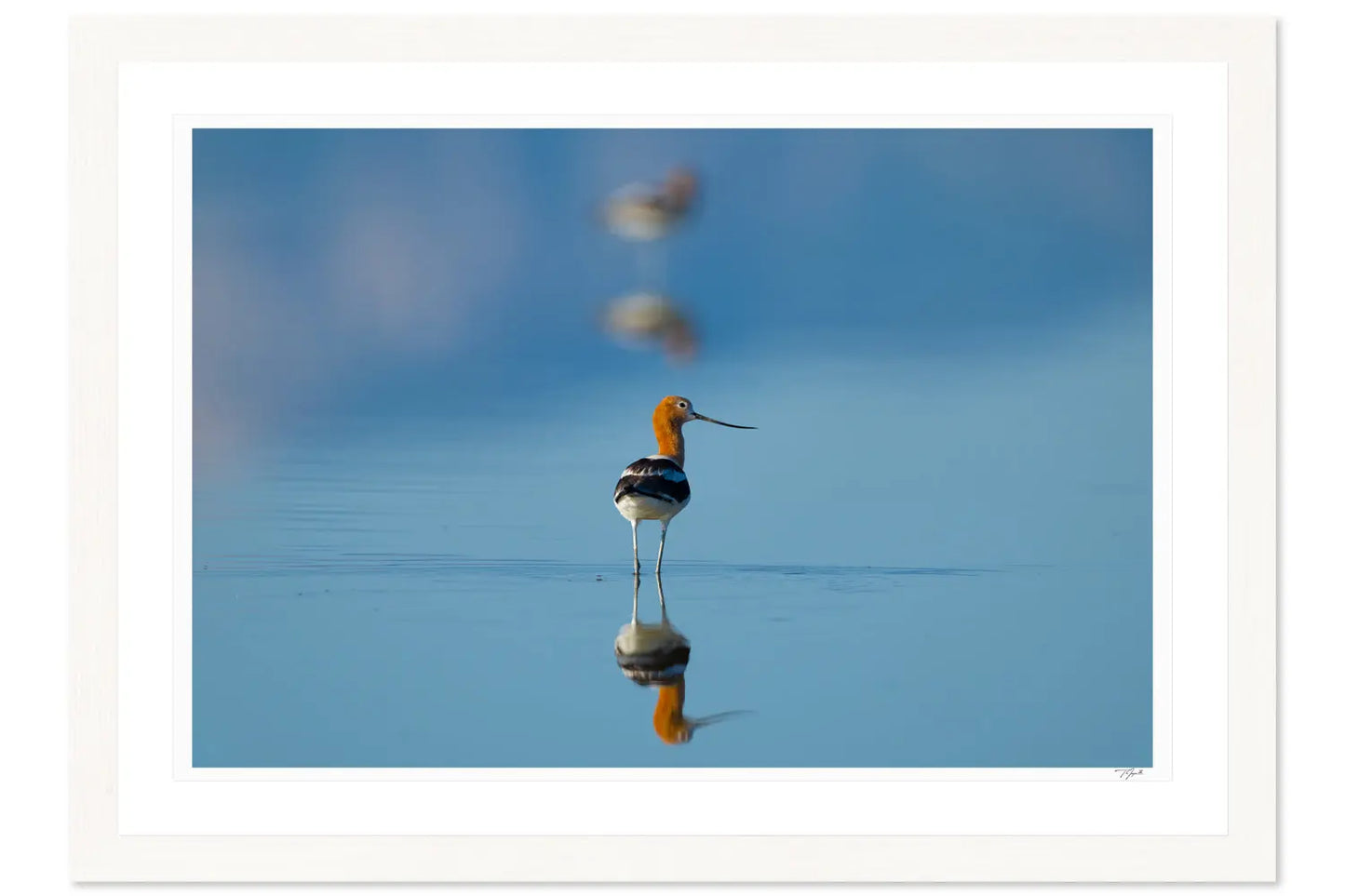 American Avocet - Tommy Joyce