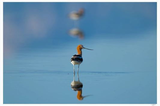 American Avocet - Tommy Joyce