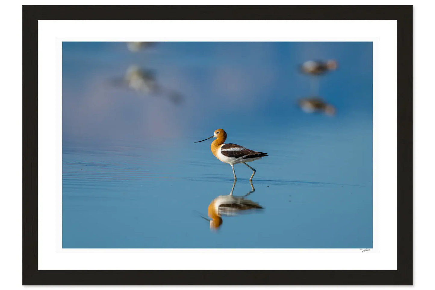 Avocet Step - Tommy Joyce
