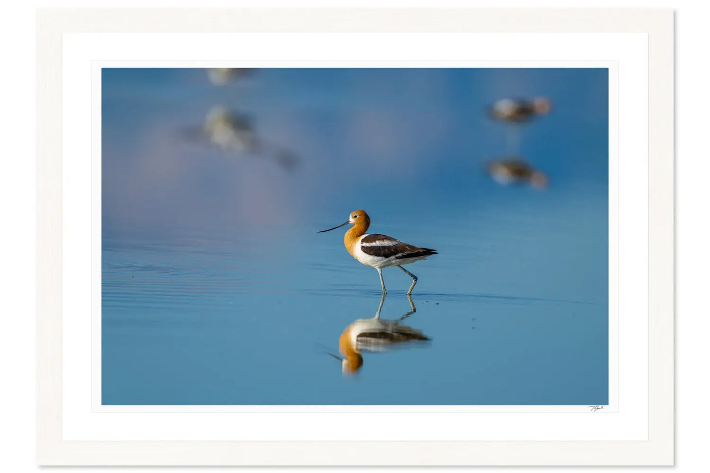 Avocet Step - Tommy Joyce