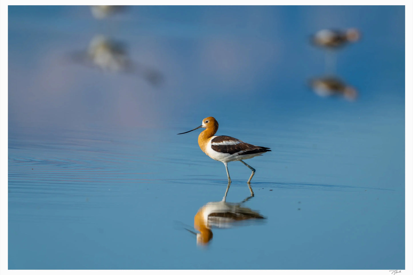 Avocet Step - Tommy Joyce