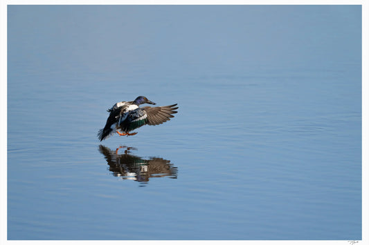 Full Flaps - Tommy Joyce