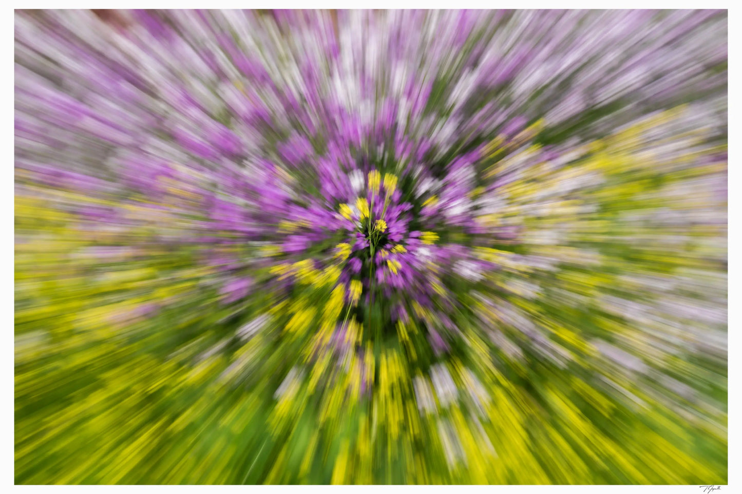 Spring Blooming - Tommy Joyce