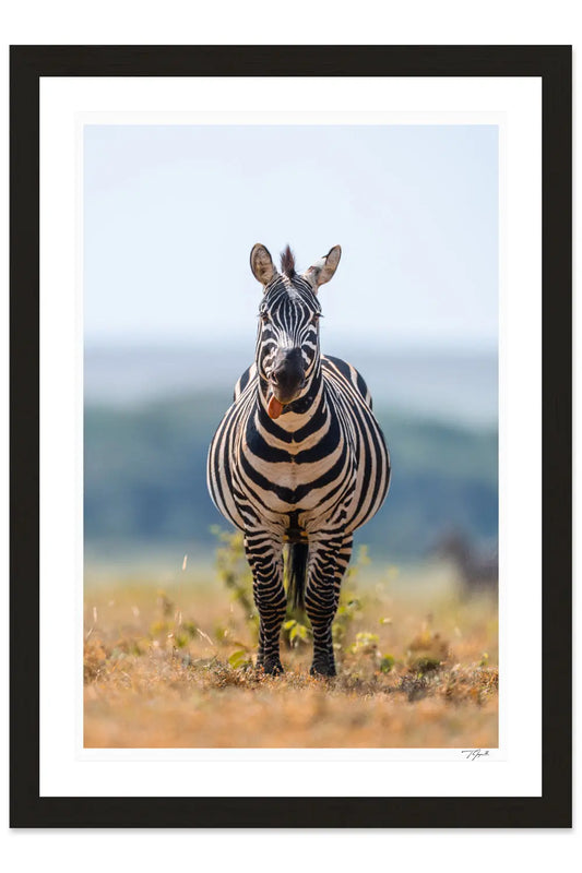 Goofy Gaze - Tommy Joyce