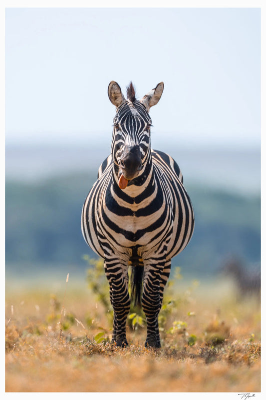 Goofy Gaze - Tommy Joyce