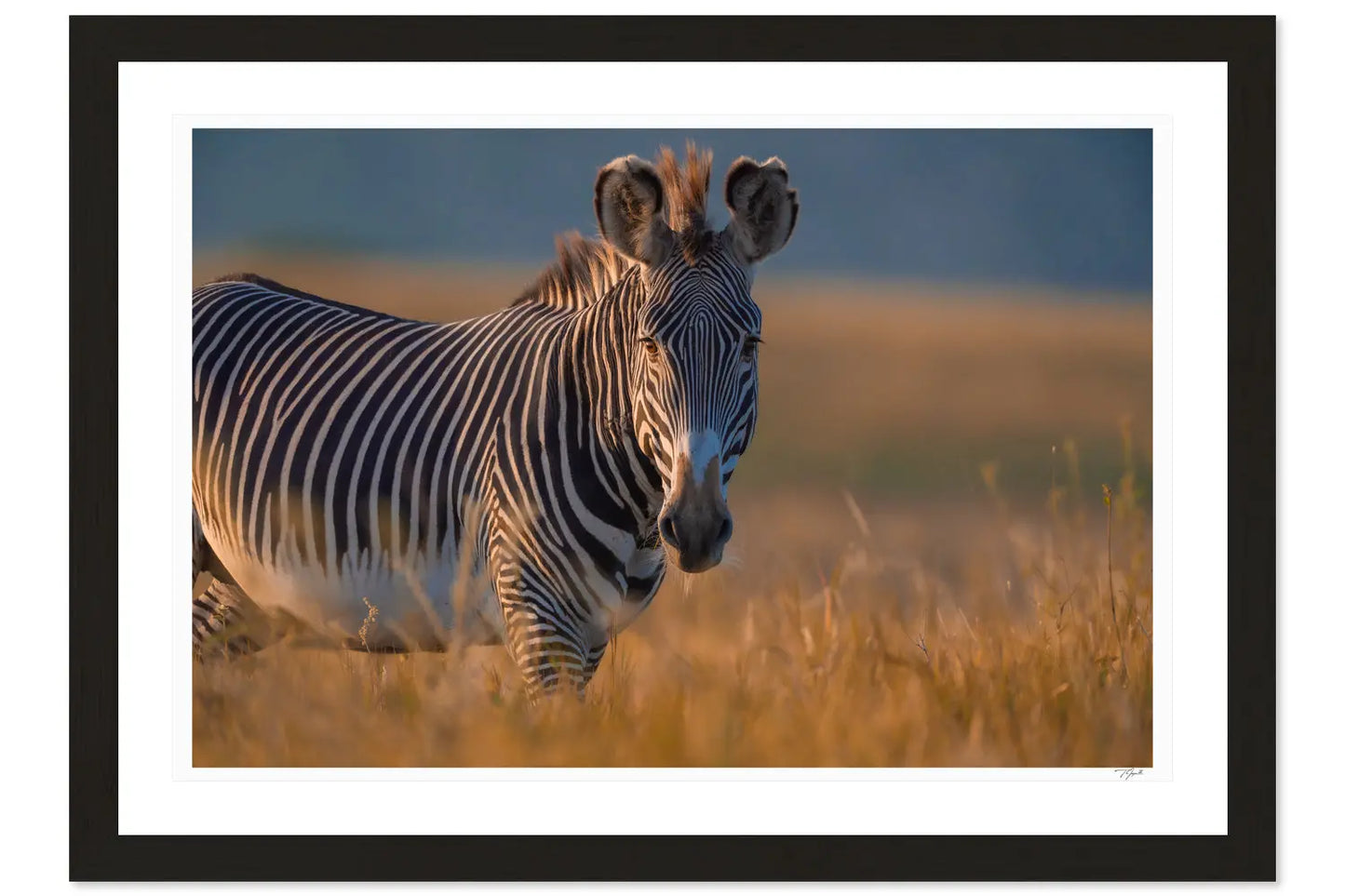 Golden Grevy My Store