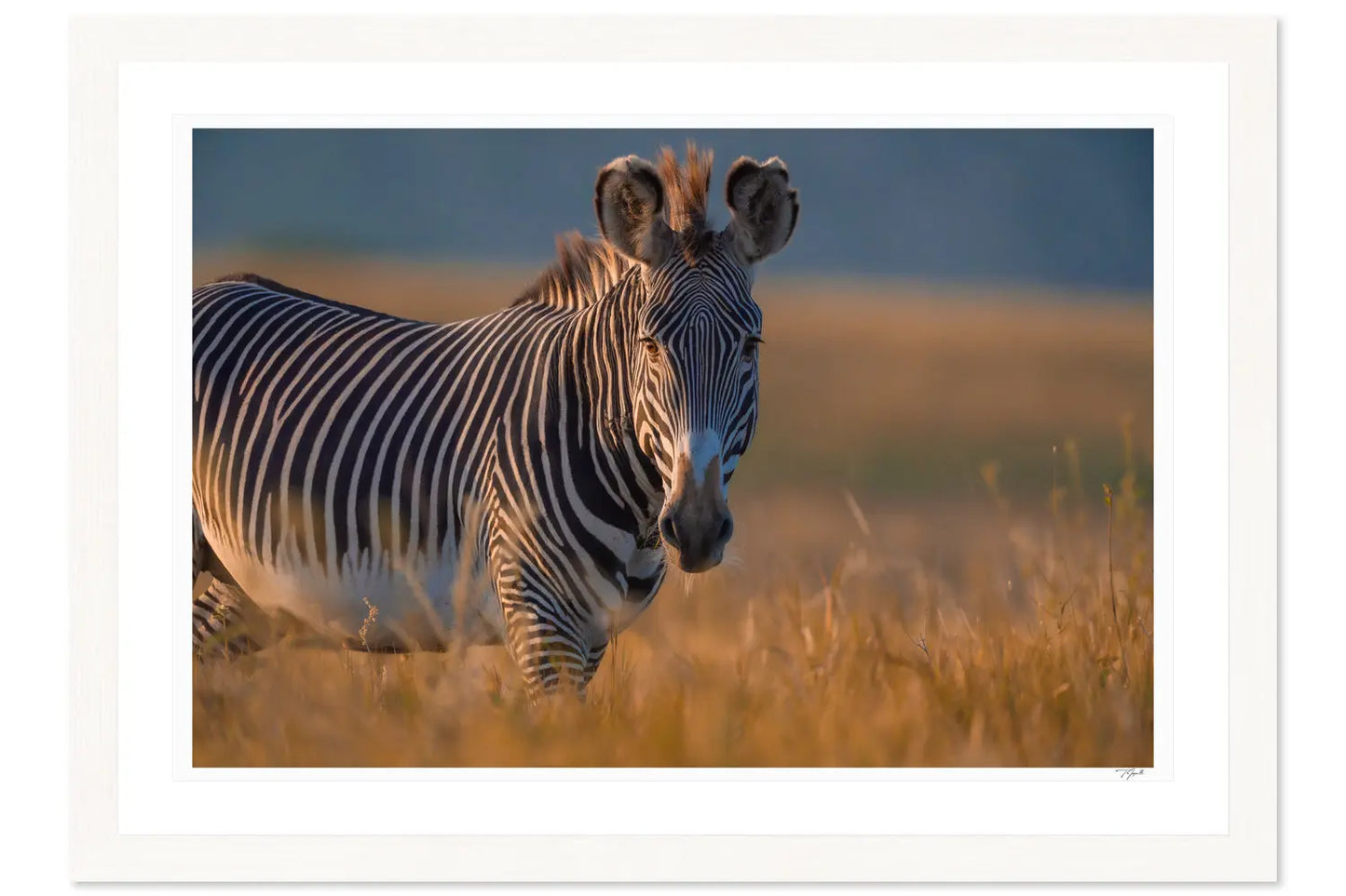 Golden Grevy My Store