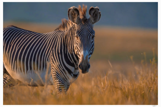 Golden Grevy My Store