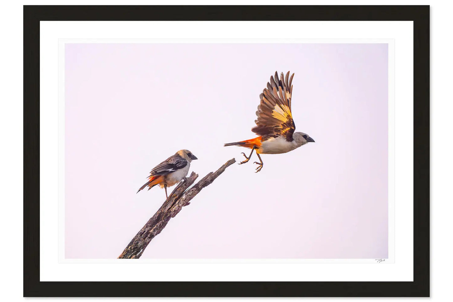 Taking Flight - Tommy Joyce