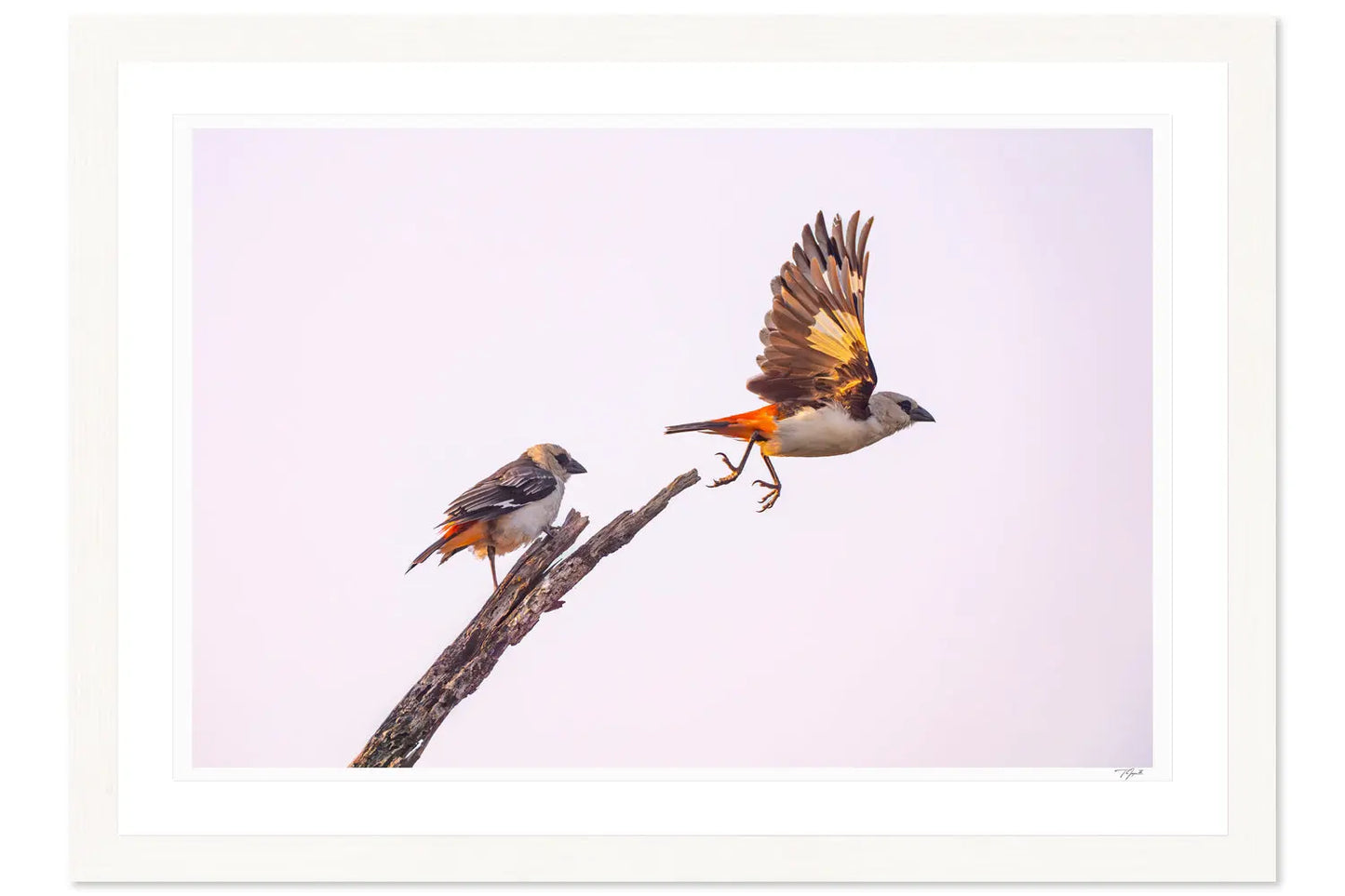 Taking Flight - Tommy Joyce