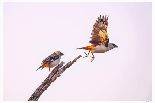 Taking Flight - Tommy Joyce