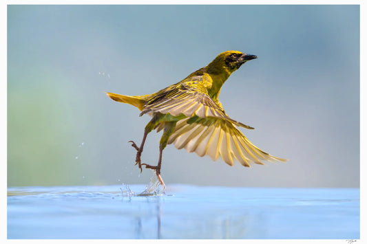 Weaver Leap My Store