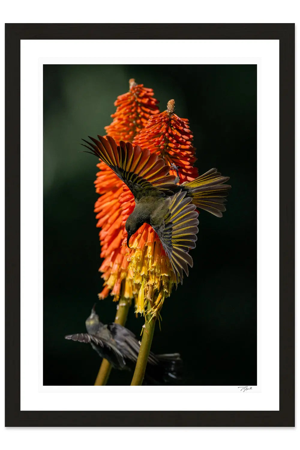 Sunbird Spread - Tommy Joyce
