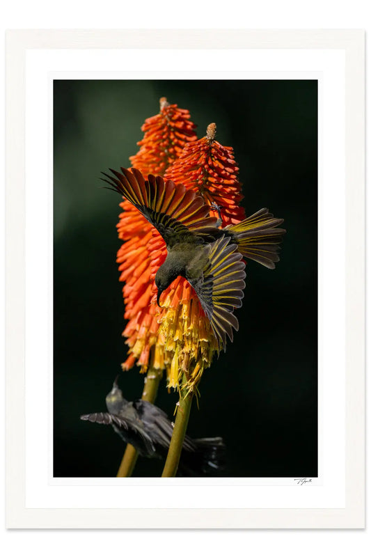 Sunbird Spread - Tommy Joyce