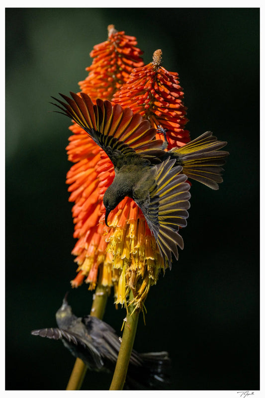 Sunbird Spread - Tommy Joyce