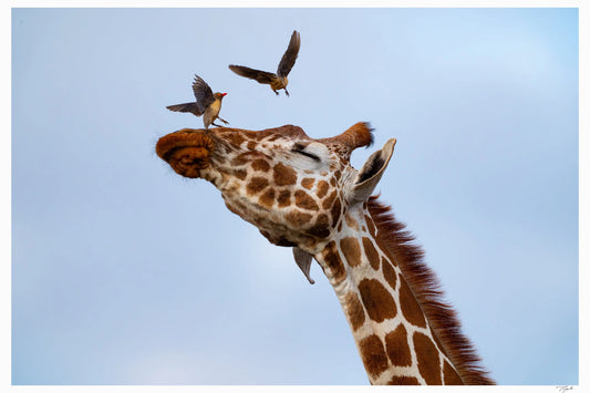 Three is a Crowd - Tommy Joyce