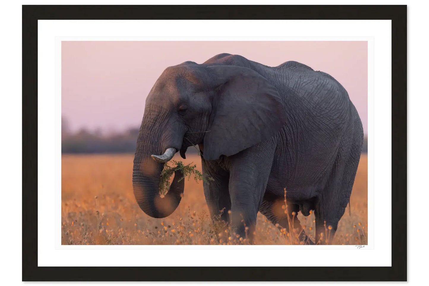Pink Elephant - Tommy Joyce