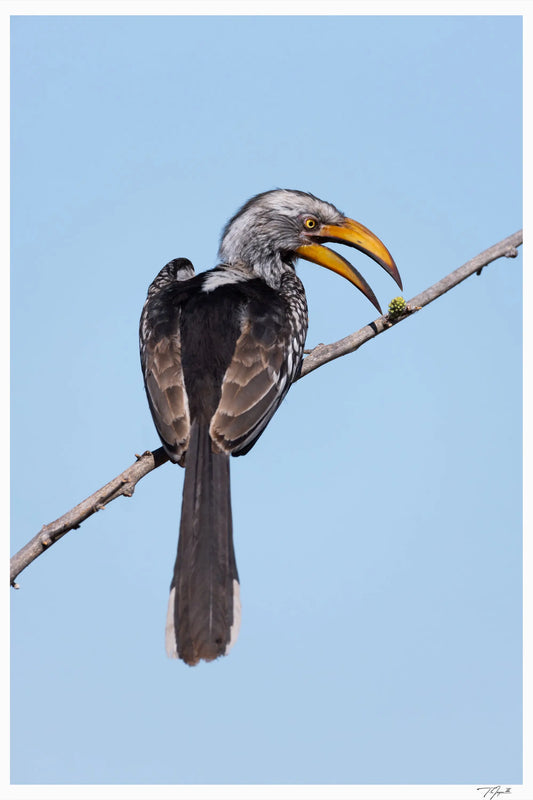 Last Snack - Tommy Joyce