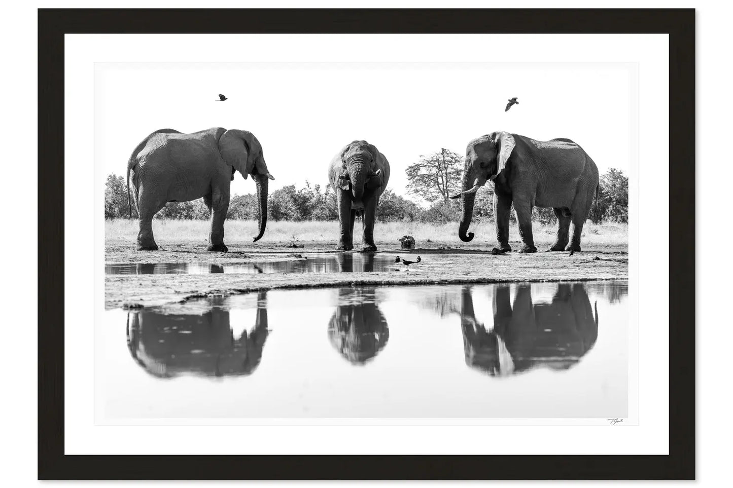 Waterhole Trio - Tommy Joyce