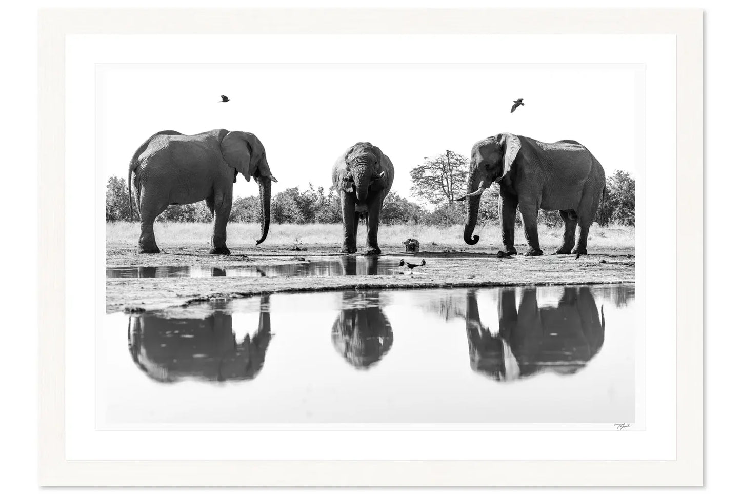 Waterhole Trio - Tommy Joyce