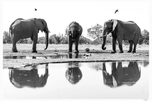 Waterhole Trio - Tommy Joyce