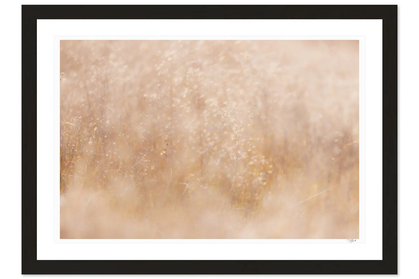 Golden Grassland - Tommy Joyce