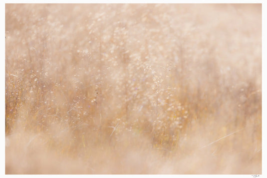 Golden Grassland - Tommy Joyce