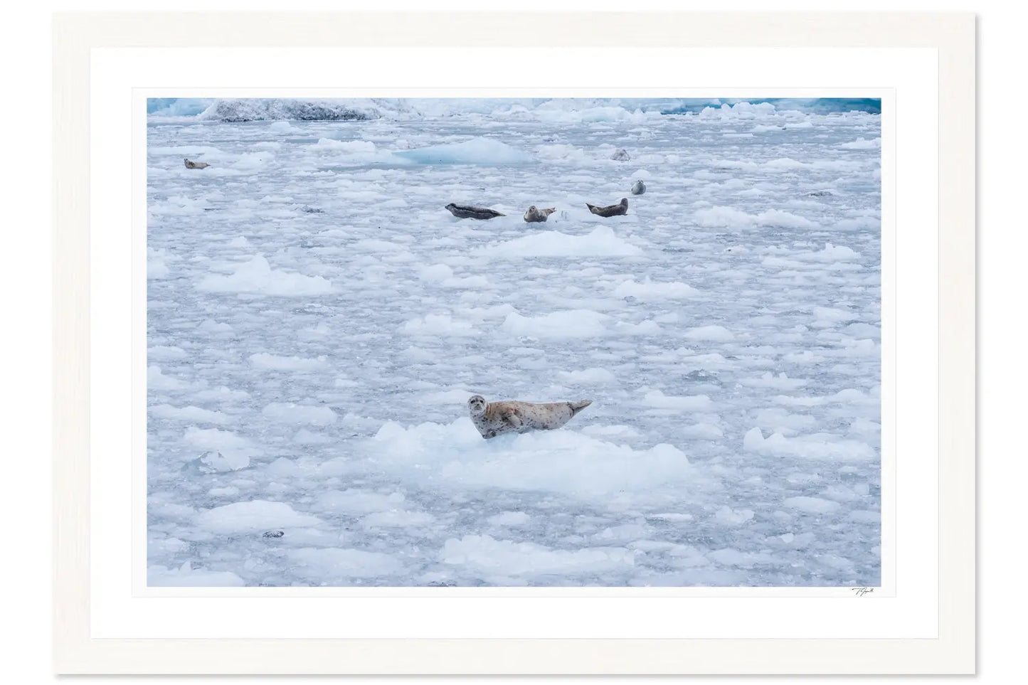 Alaskan Seals - Tommy Joyce
