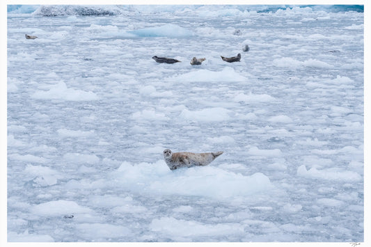 Alaskan Seals - Tommy Joyce