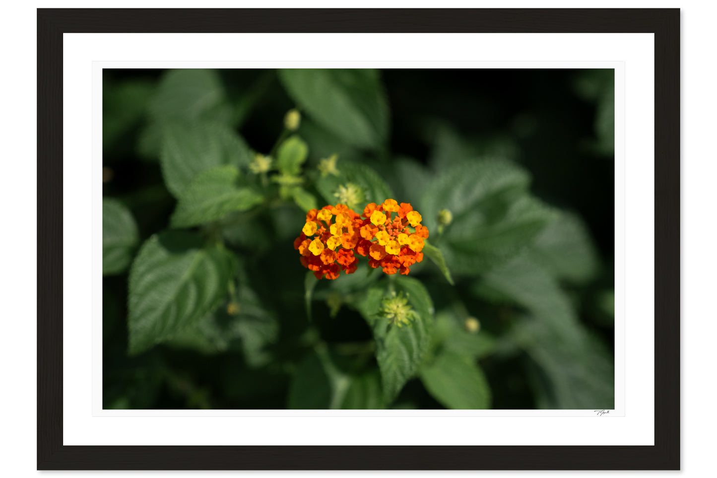 Lantana Bloom