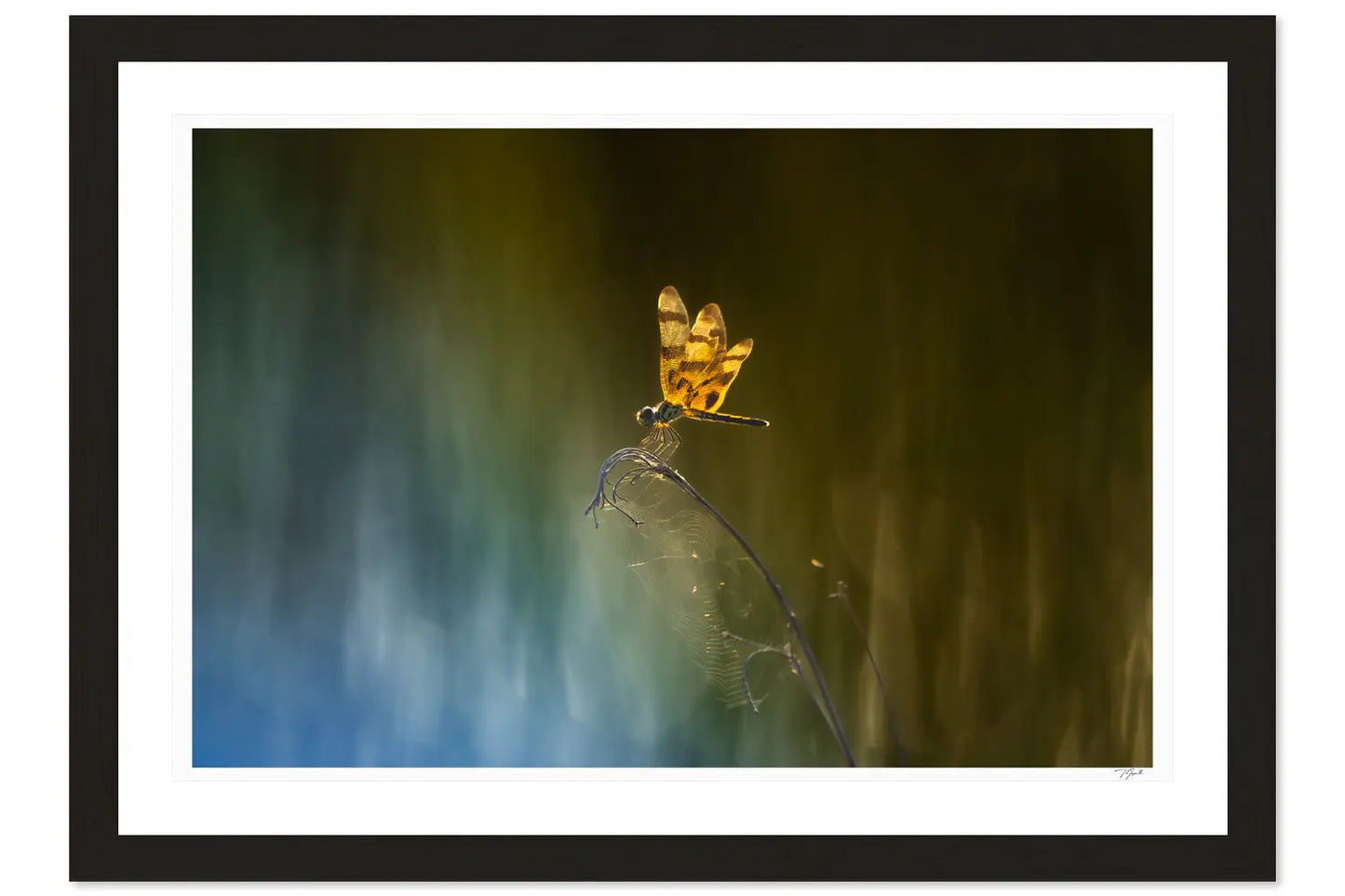 Dragonfly - Tommy Joyce