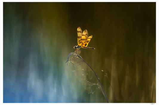 Dragonfly - Tommy Joyce