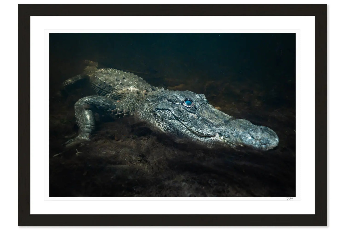 Swimming with Alligator - Tommy Joyce
