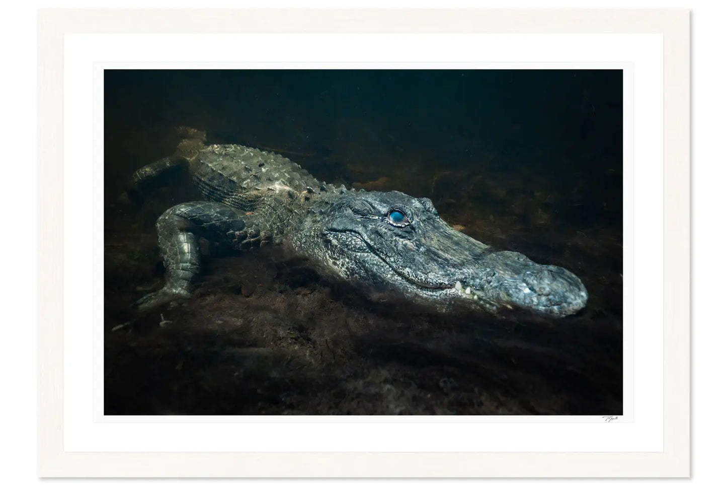 Swimming with Alligator - Tommy Joyce