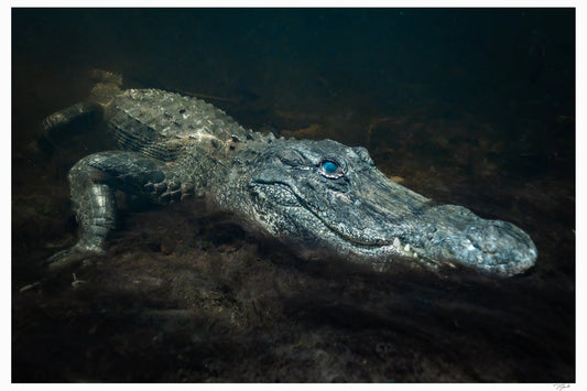 Swimming with Alligator - Tommy Joyce