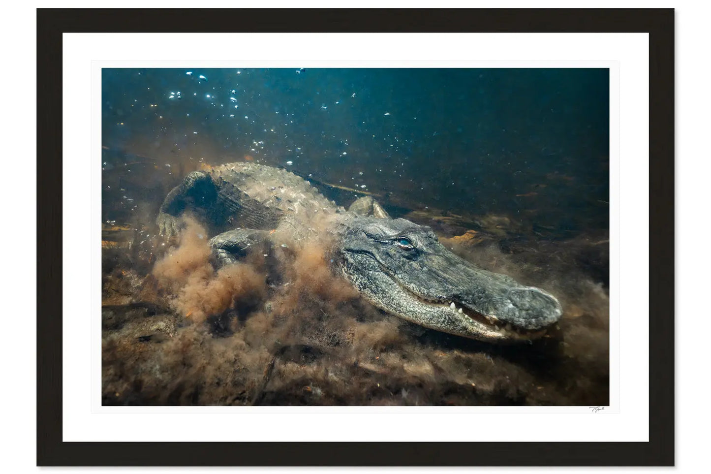 Alligator Stirring My Store